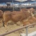 鲁西黄牛黄牛苗肉牛苗黄牛犊肉牛犊自养自销报价真实