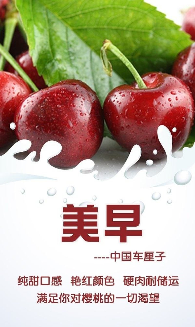 美早樱桃苗正宗嫁接苗当年结果南北方种植盆栽地栽果树苗