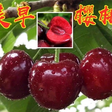 美早樱桃苗正宗嫁接苗当年结果南北方种植盆栽地栽果树苗