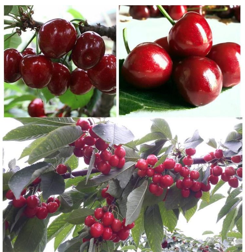 美早樱桃苗正宗嫁接苗当年结果南北方种植盆栽地栽果树苗