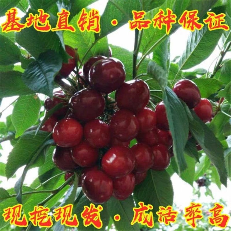 美早樱桃苗正宗嫁接苗当年结果南北方种植盆栽地栽果树苗