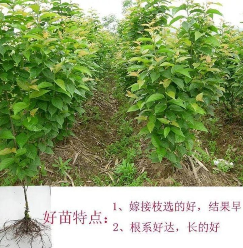 美早樱桃苗正宗嫁接苗当年结果南北方种植盆栽地栽果树苗