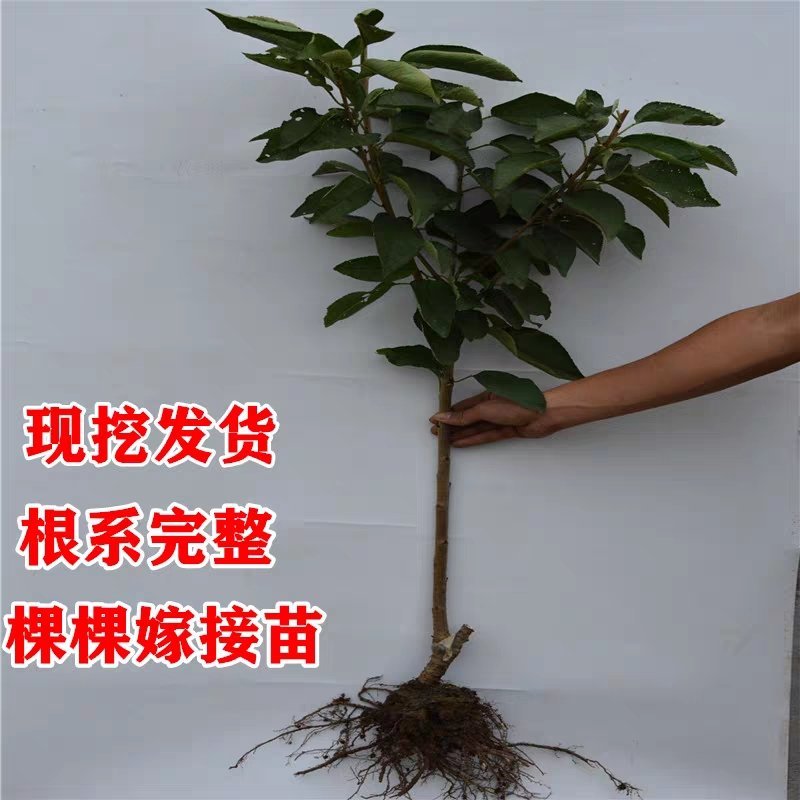 美早樱桃苗正宗嫁接苗当年结果南北方种植盆栽地栽果树苗