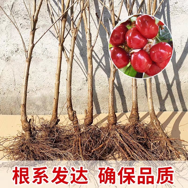 美早樱桃苗正宗嫁接苗当年结果南北方种植盆栽地栽果树苗
