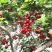 美早樱桃苗正宗嫁接苗当年结果南北方种植盆栽地栽果树苗