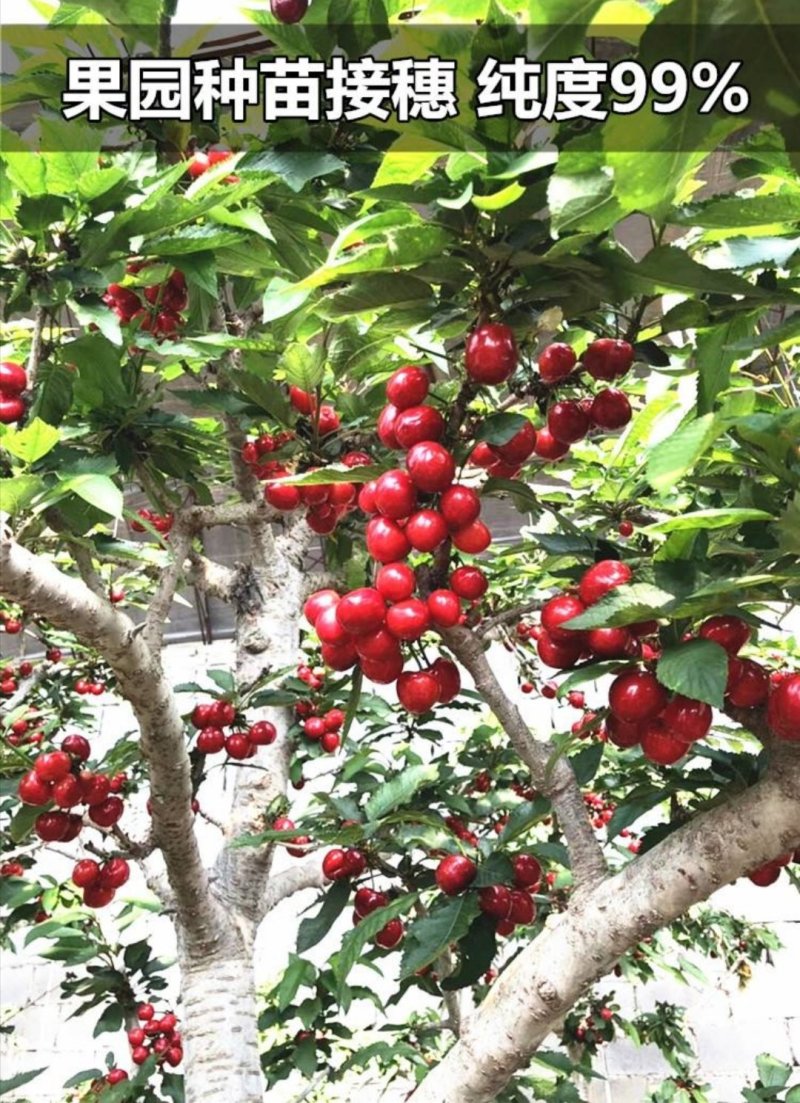 美早樱桃苗正宗嫁接苗当年结果南北方种植盆栽地栽果树苗