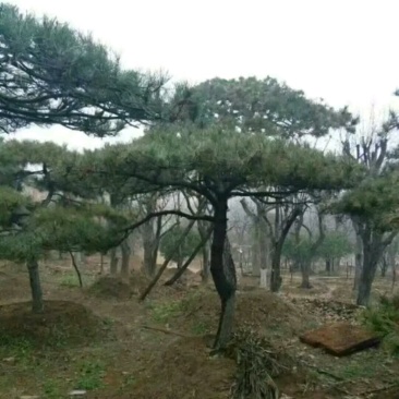 造型松(规格和数量多，欢迎光临))