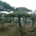 造型松(规格和数量多，欢迎光临))