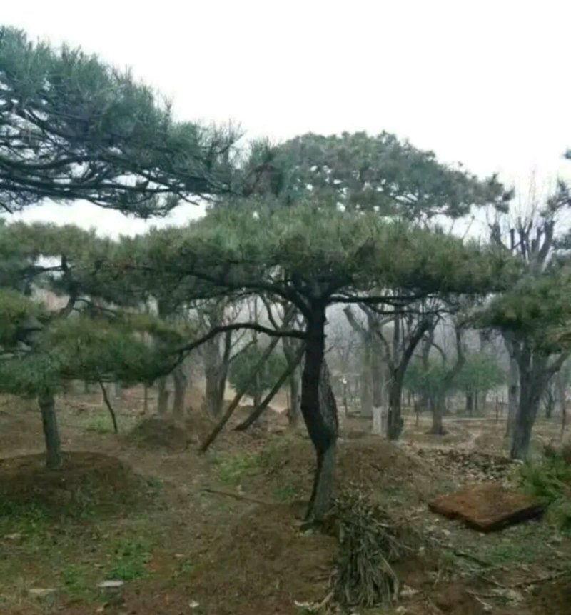 造型松(规格和数量多，欢迎光临))