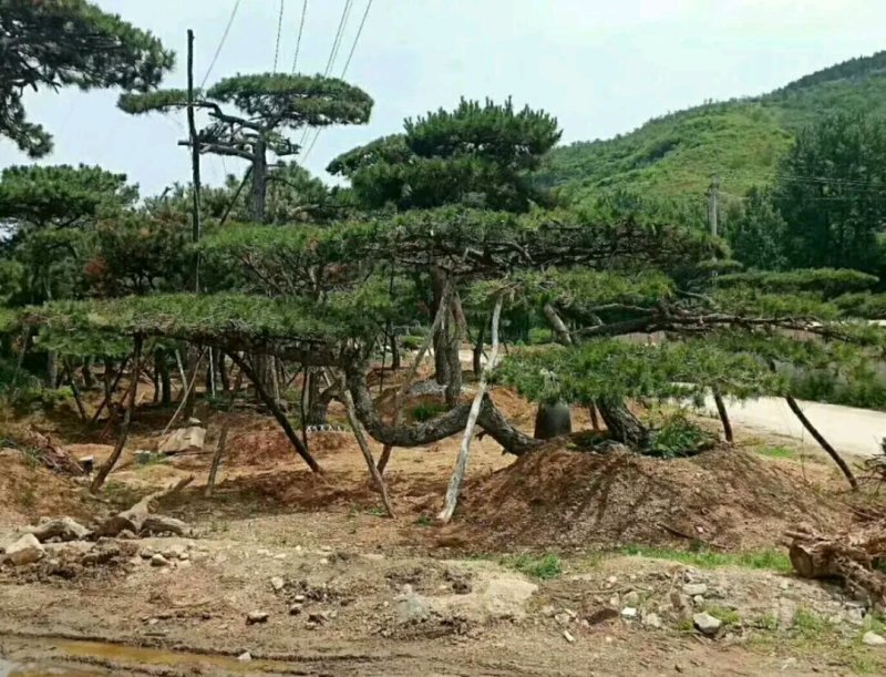 造型松(规格和数量多，欢迎光临))