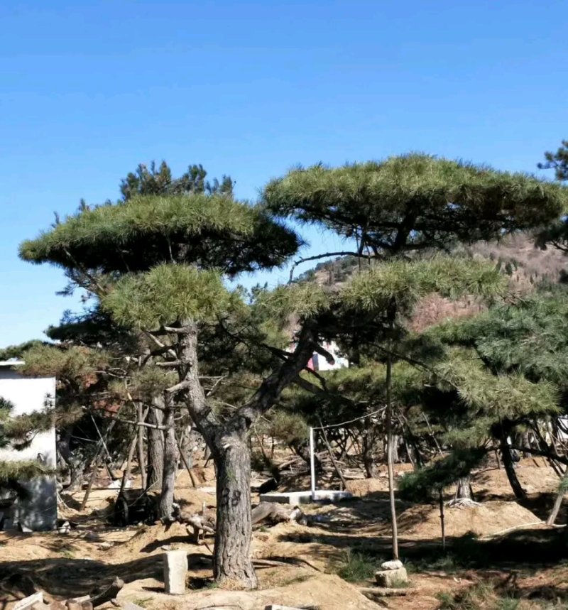 造型松(规格和数量多，欢迎光临))