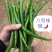 宁都辣椒蔬菜基地，青皮三号线，八号线