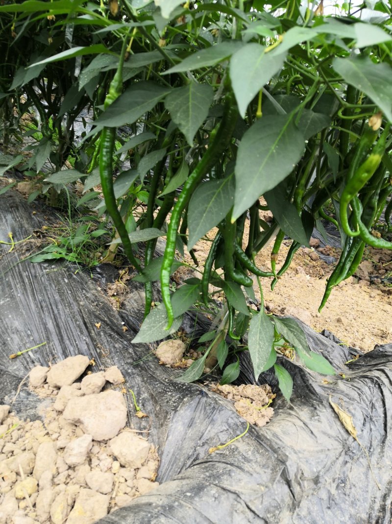宁都辣椒蔬菜基地，青皮三号线，八号线