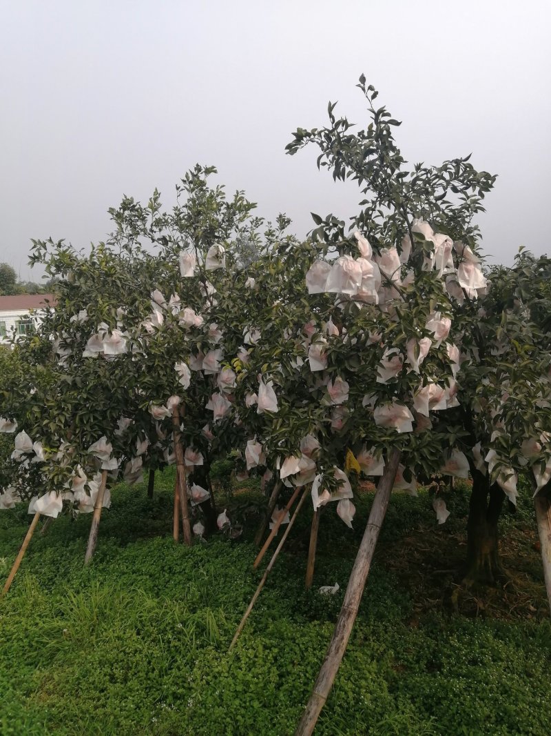 高山货耙耙柑春见口感非常好大量现货出售供