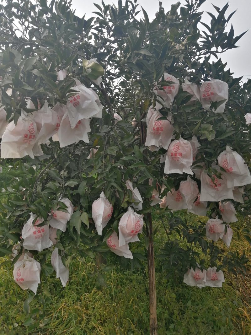 高山货耙耙柑春见口感非常好大量现货出售供