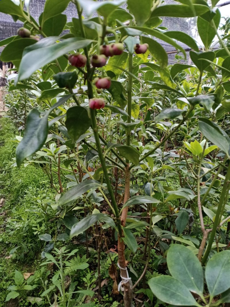古龙大红嫁接八角树苗