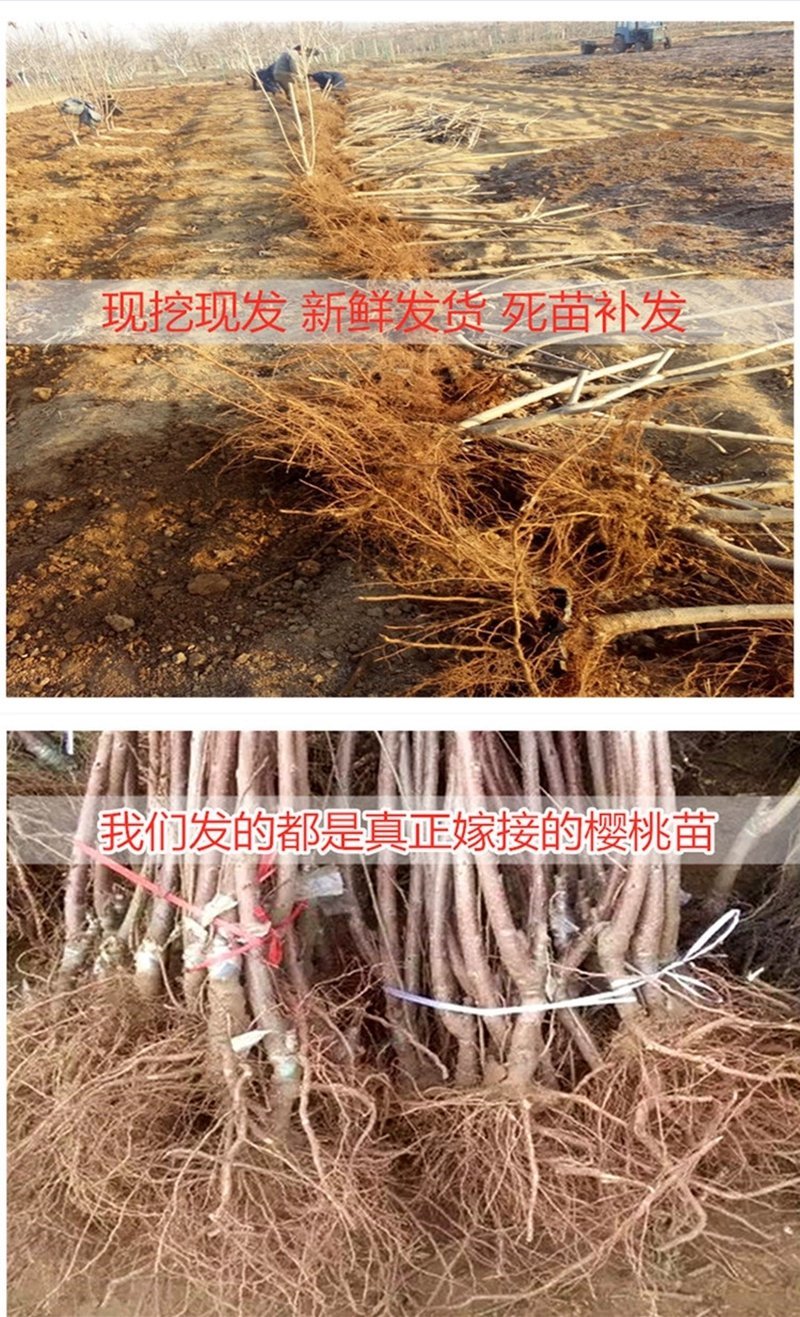 美早樱桃苗正宗嫁接苗当年结果南北方种植盆栽地栽果树苗