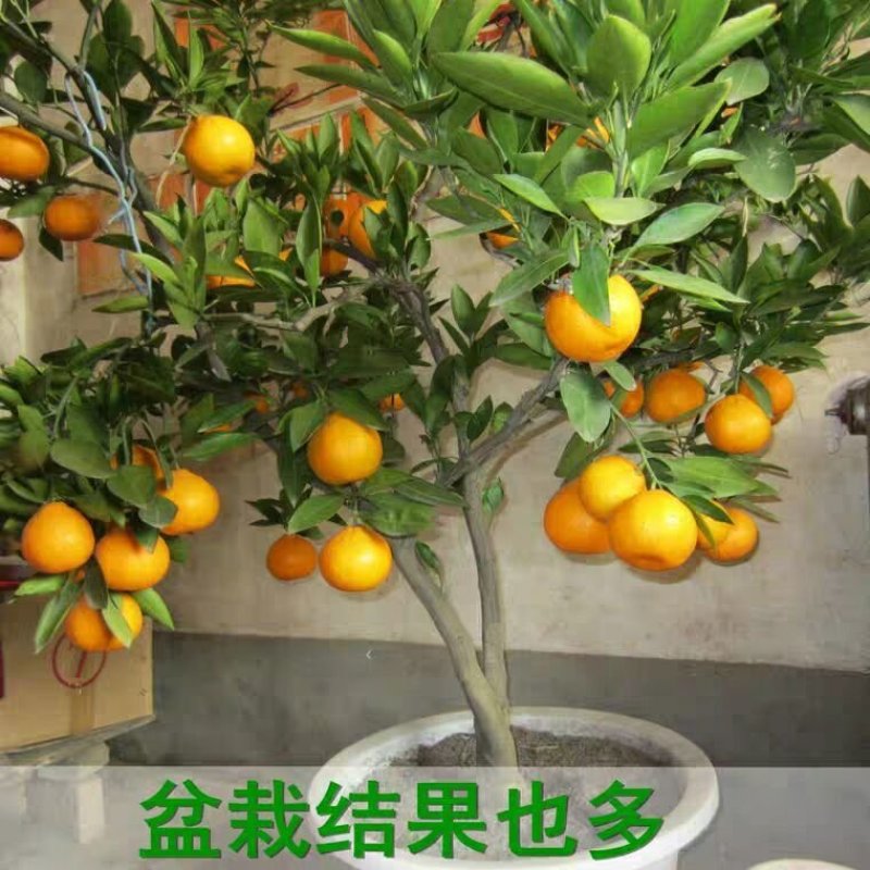 砂糖橘子树苗金桔苗桔子苗脐橙盆栽地栽柑橘无核蜜橘树苗当年