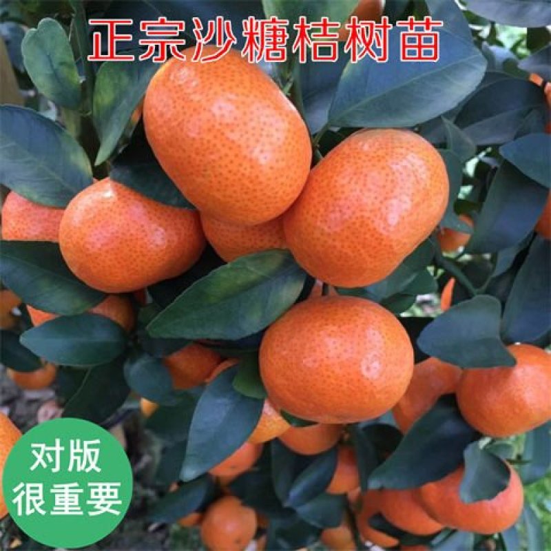 砂糖橘子树苗金桔苗桔子苗脐橙盆栽地栽柑橘无核蜜橘树苗当年