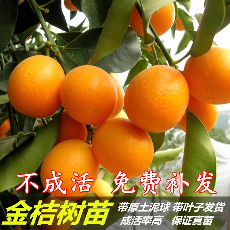 砂糖橘子树苗金桔苗桔子苗脐橙盆栽地栽柑橘无核蜜橘树苗当年