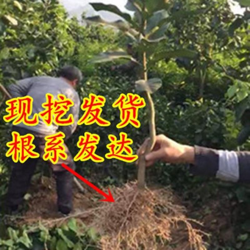 砂糖橘子树苗金桔苗桔子苗脐橙盆栽地栽柑橘无核蜜橘树苗当年