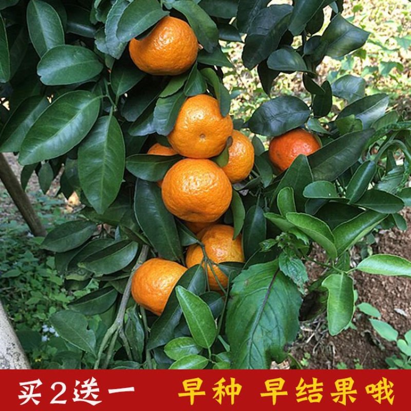 砂糖橘子树苗金桔苗桔子苗脐橙盆栽地栽柑橘无核蜜橘树苗当年