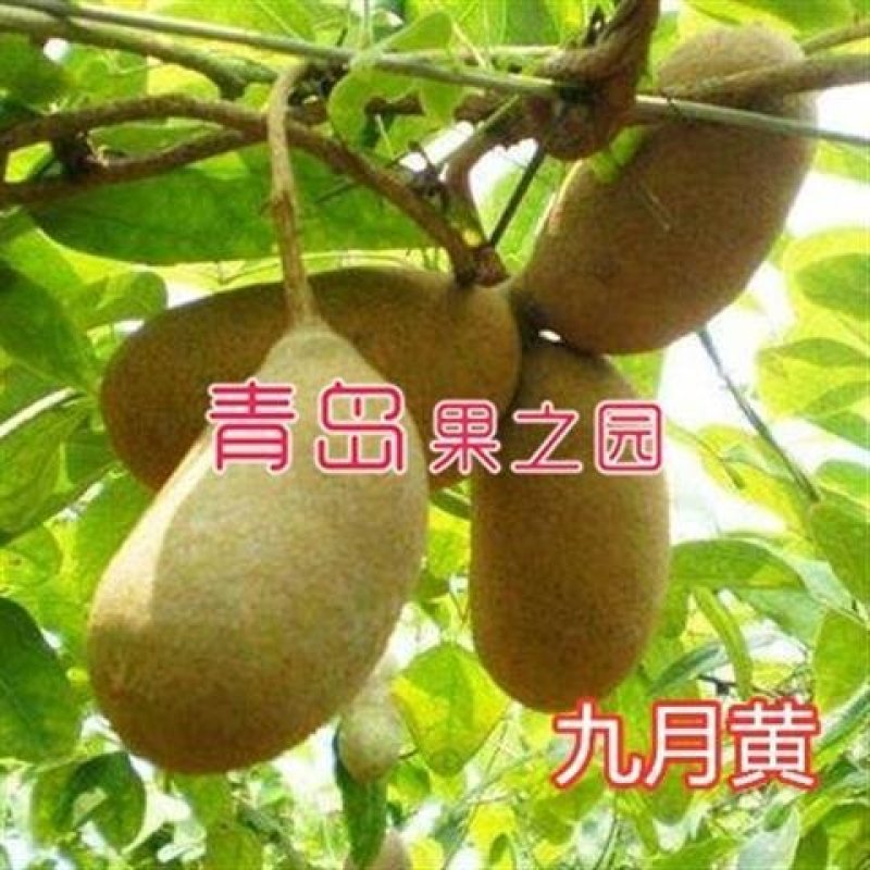 八月炸树苗8八月瓜苗三叶木通果野香蕉水果树苗盆栽种植当年