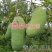 八月炸树苗8八月瓜苗三叶木通果野香蕉水果树苗盆栽种植当年