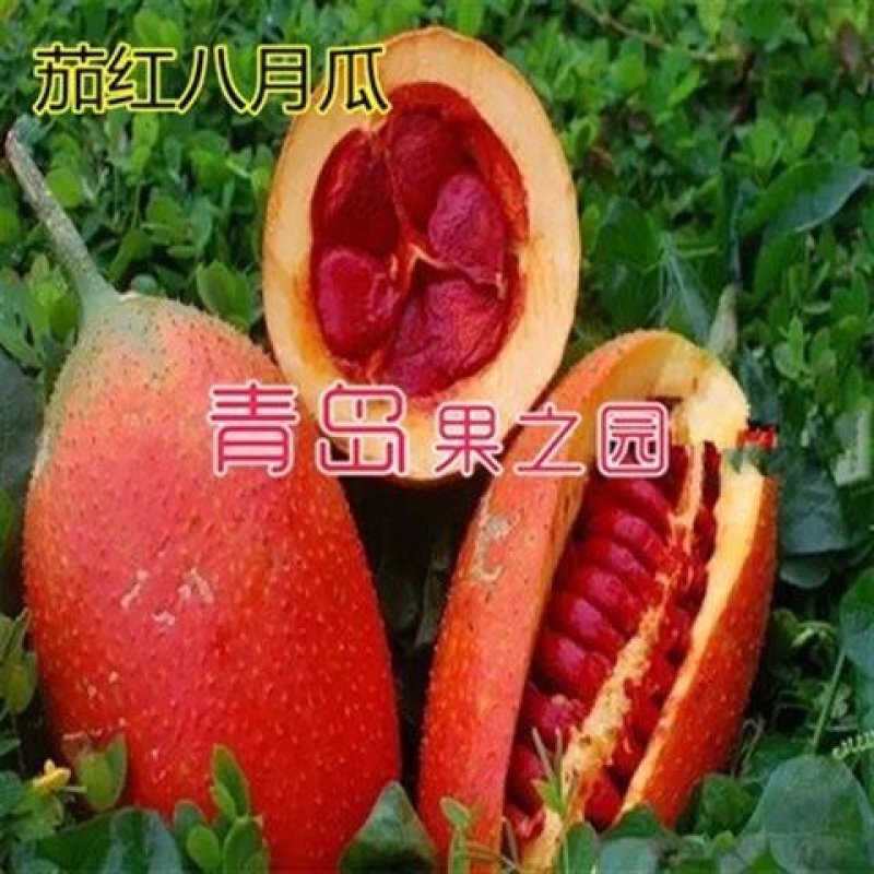 八月炸树苗8八月瓜苗三叶木通果野香蕉水果树苗盆栽种植当年