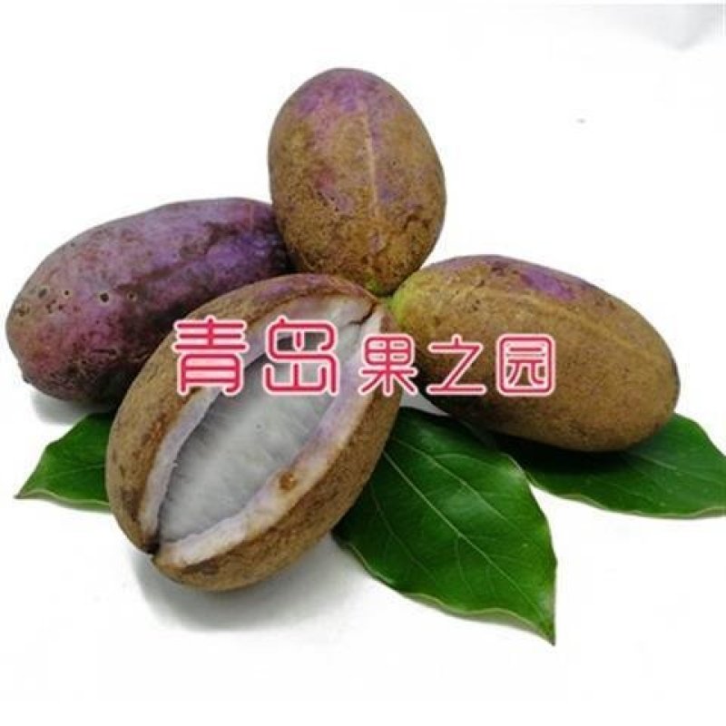 八月炸树苗8八月瓜苗三叶木通果野香蕉水果树苗盆栽种植当年