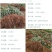 八月炸树苗8八月瓜苗三叶木通果野香蕉水果树苗盆栽种植当年