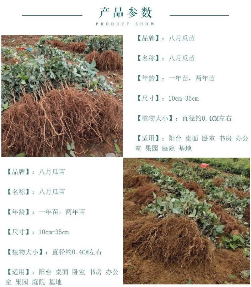 八月炸树苗8八月瓜苗三叶木通果野香蕉水果树苗盆栽种植当年
