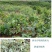 八月炸树苗8八月瓜苗三叶木通果野香蕉水果树苗盆栽种植当年