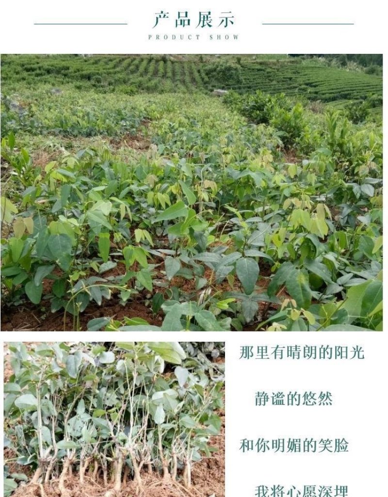 八月炸树苗8八月瓜苗三叶木通果野香蕉水果树苗盆栽种植当年