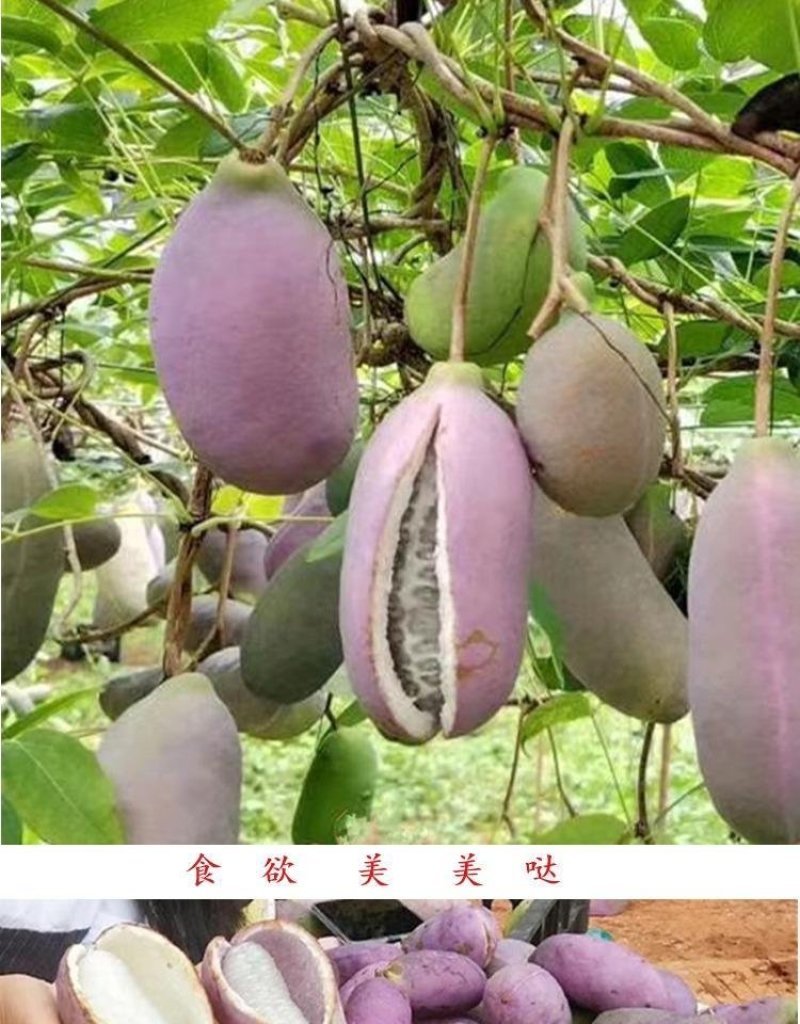 八月炸树苗8八月瓜苗三叶木通果野香蕉水果树苗盆栽种植当年