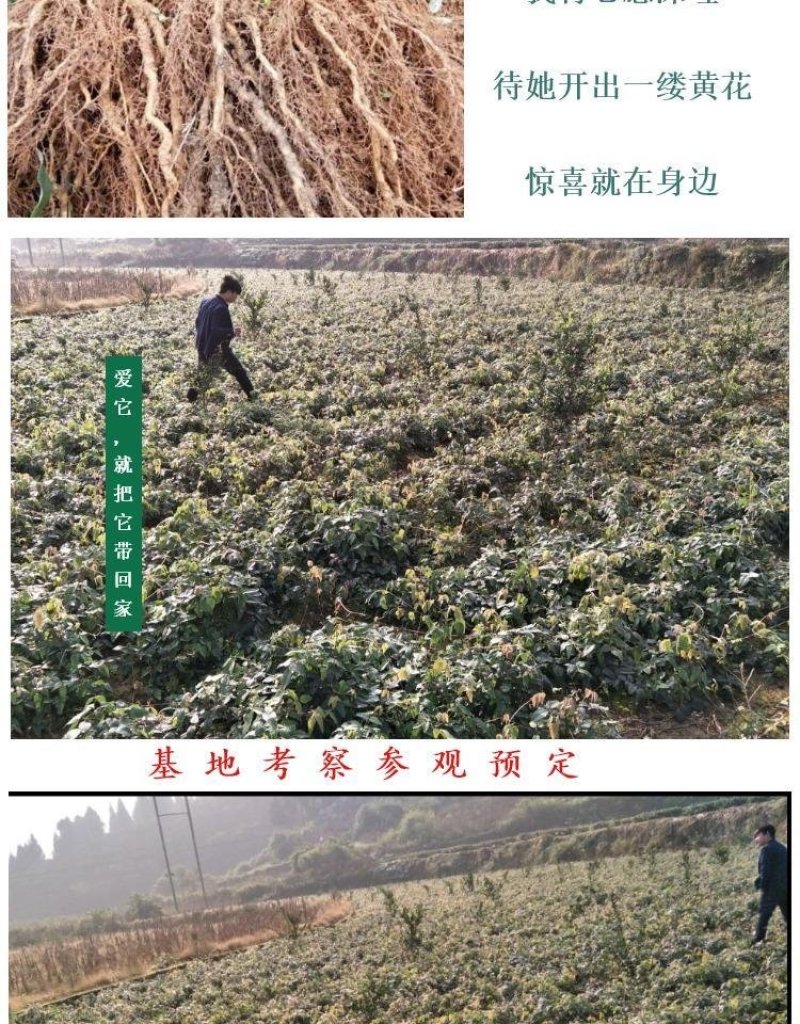 八月炸树苗8八月瓜苗三叶木通果野香蕉水果树苗盆栽种植当年