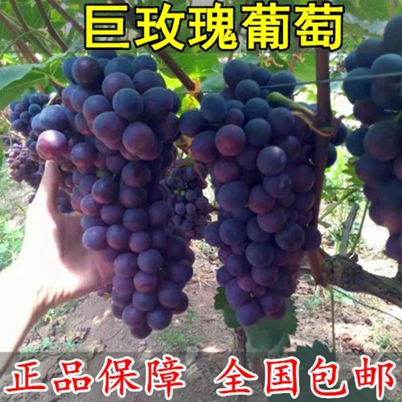 盆栽地栽葡萄苗巨玫瑰葡萄苗玫瑰香味葡萄树苗南北方种植