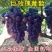 盆栽地栽葡萄苗巨玫瑰葡萄苗玫瑰香味葡萄树苗南北方种植