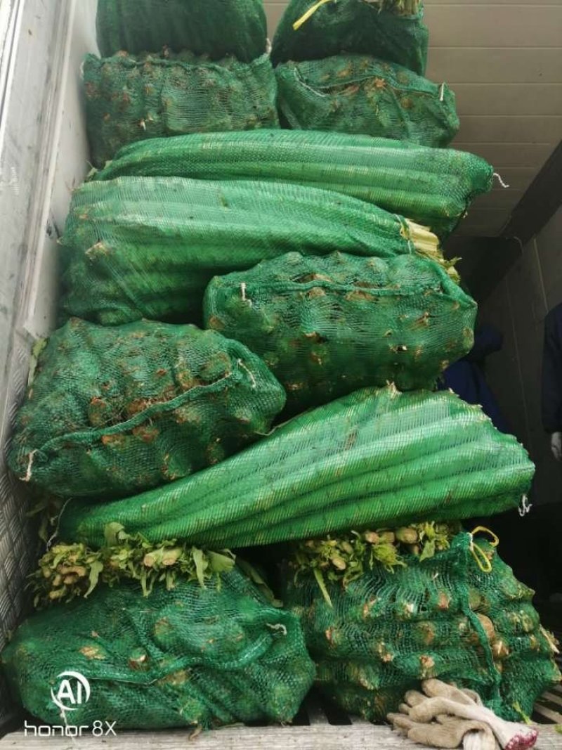 云南莴苣杆子莴笋青笋大量上市～蔬菜产地直销质量好价格便宜