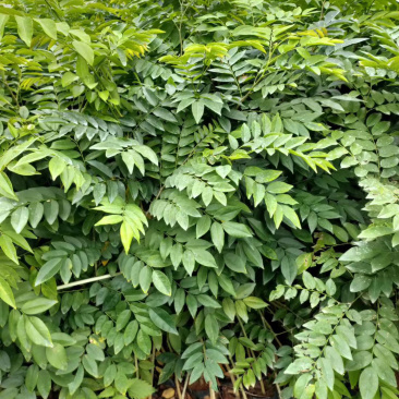 正宗黄花梨树苗海南黄花梨树降香黄檀树苗名贵苗木