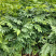 正宗黄花梨树苗海南黄花梨树降香黄檀树苗名贵苗木