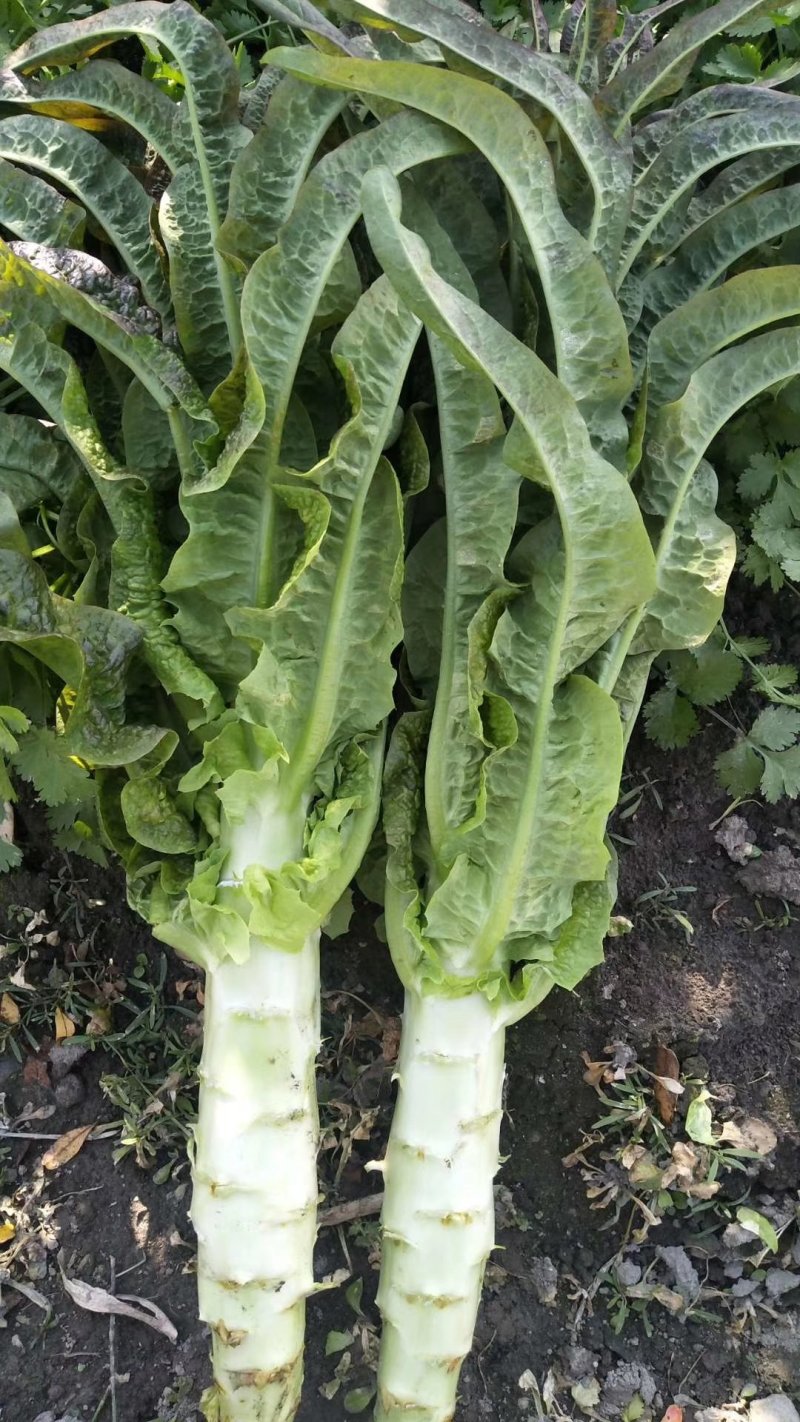 云南莴苣杆子莴笋青笋大量上市～蔬菜产地直销质量好价格便宜