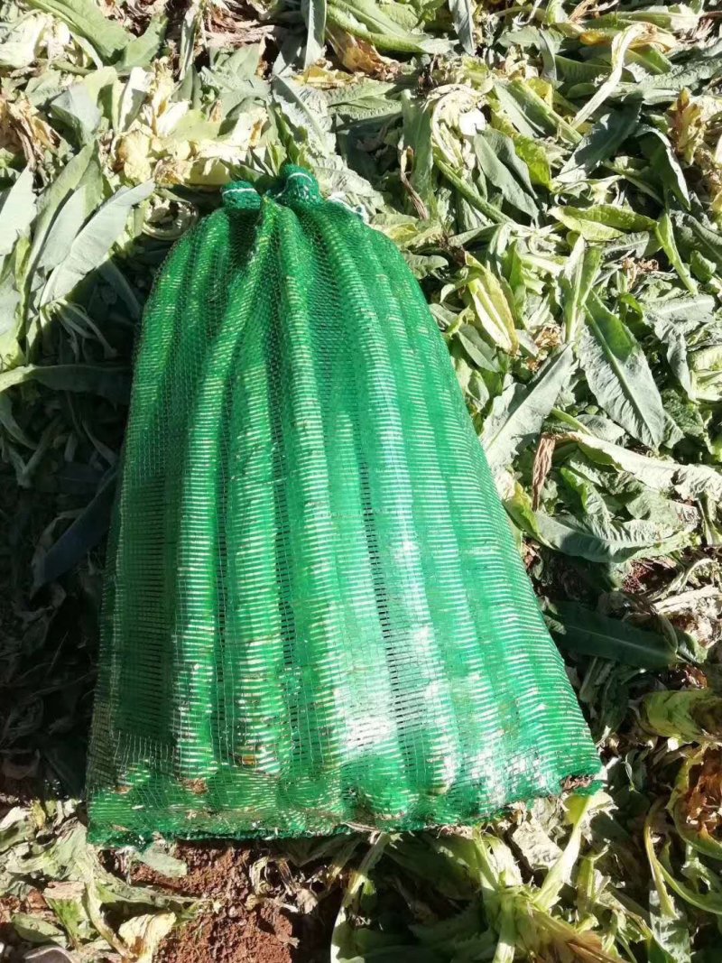 云南莴苣杆子莴笋青笋大量上市～蔬菜产地直销质量好价格便宜
