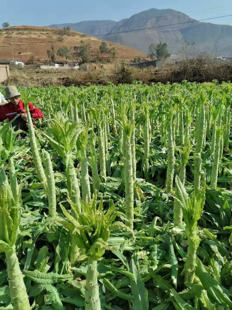 云南莴苣杆子莴笋青笋大量上市～蔬菜产地直销质量好价格便宜