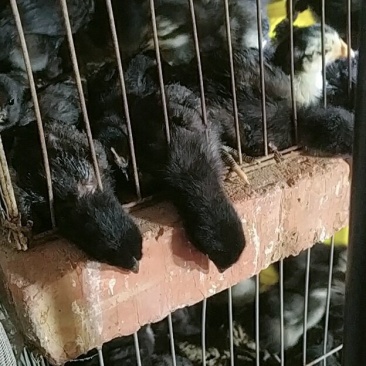 华北柴鸡4月份开始育雏，接受预定啦