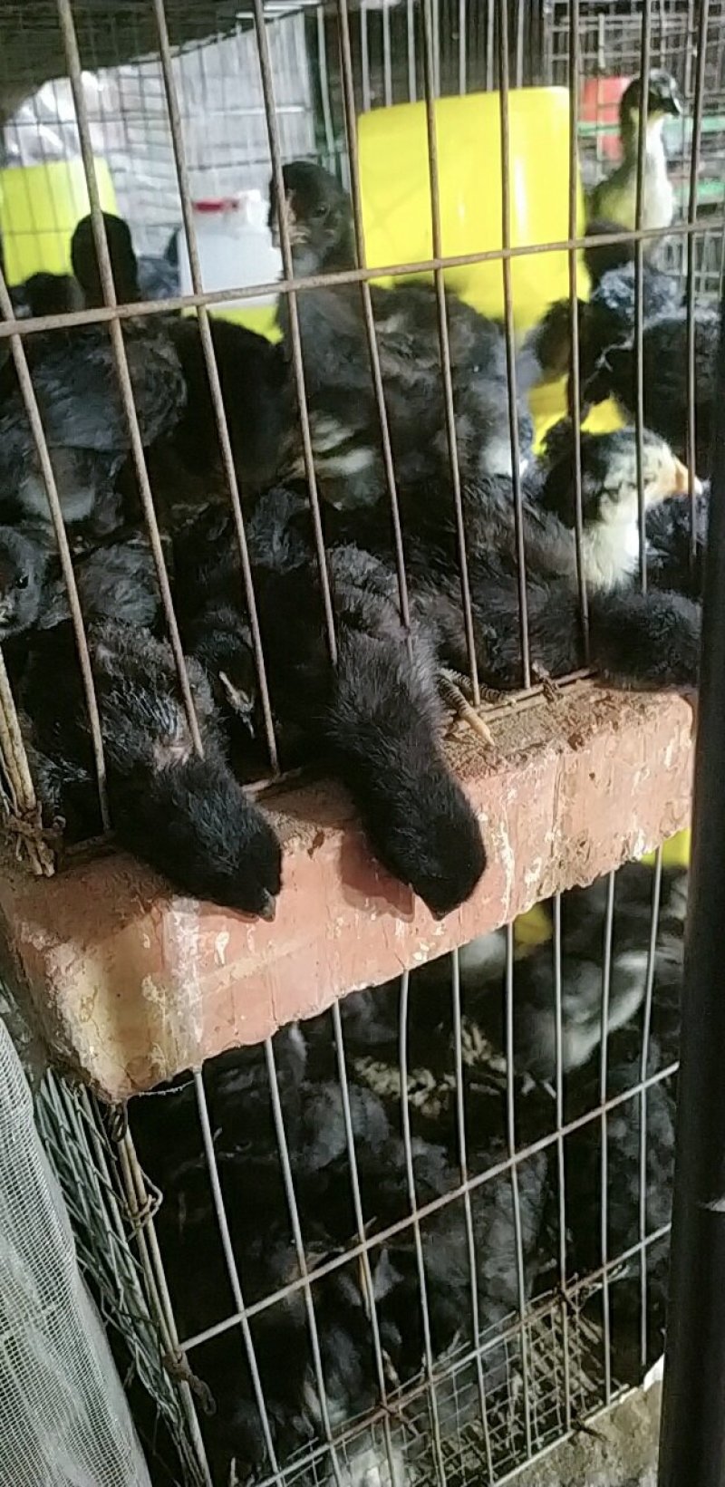 华北柴鸡4月份开始育雏，接受预定啦