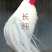 长尾鸡观赏日本长尾鸡受精蛋10个防震包装包邮