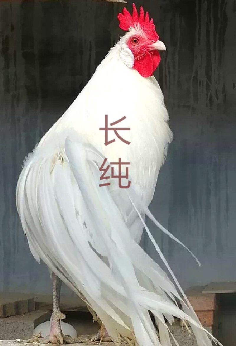 长尾鸡观赏日本长尾鸡受精蛋10个防震包装包邮