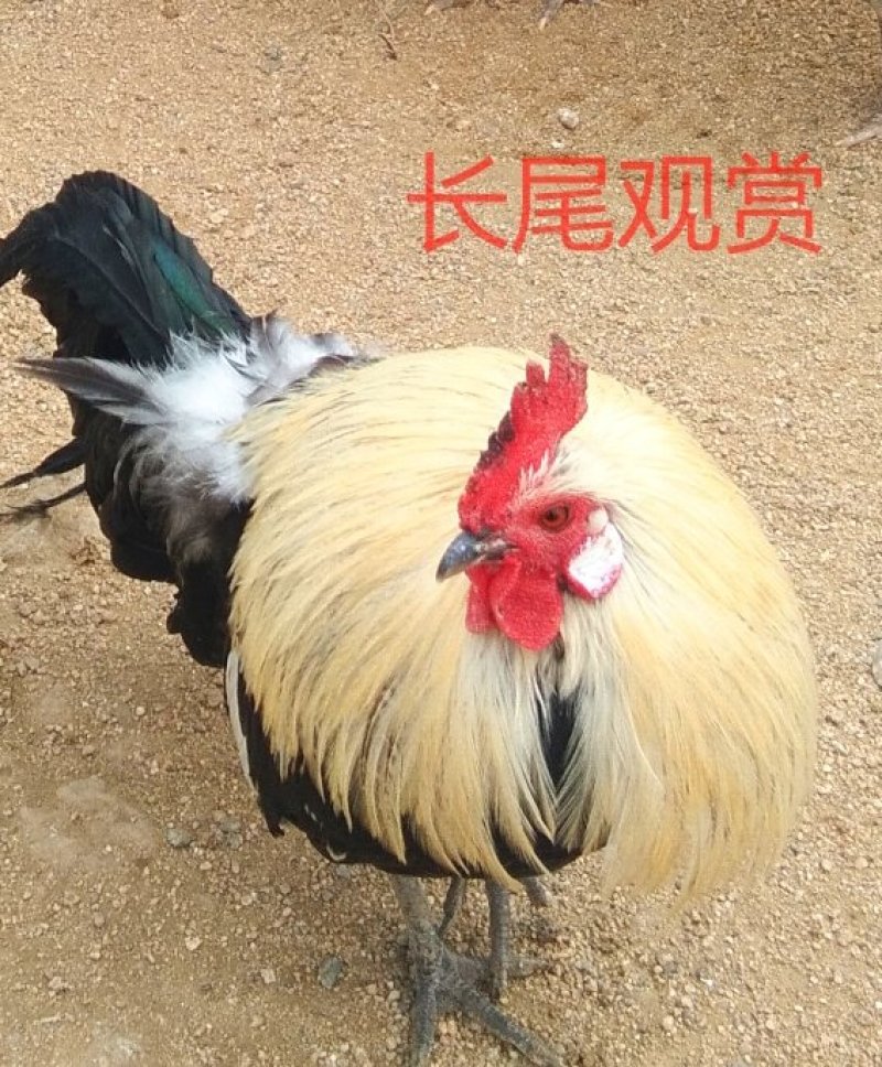长尾鸡观赏日本长尾鸡受精蛋10个防震包装包邮
