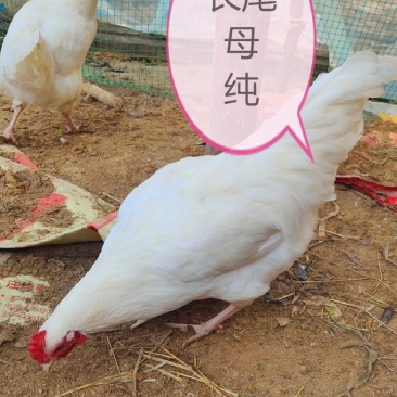 长尾鸡观赏日本长尾鸡受精蛋10个防震包装包邮
